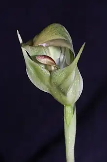 Pterostylis curta