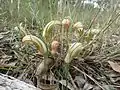 Clump of Pterostylis truncata near Dangars Falls