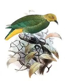 Ptilinopus