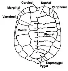 Scute and skeletal elements of the chelid carapace