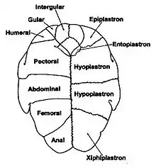 Scute and skeletal elements of the chelid plastron