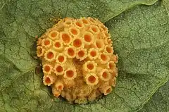 Puccinia recondita on Thalictrum flavum