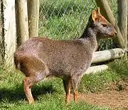 Pudú