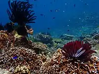 Two large feather stars anchored to coral