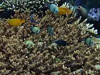 Juvenile fish seeking shelter in coral