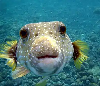 Puffer Fish.