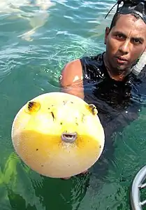 Man with a guineafowl puffer in Costa Rica