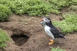 Outside burrow on Skomer Island