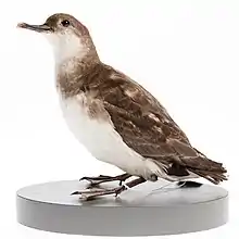 Image of Fluttering shearwater mount from the collection of the Auckland Museum