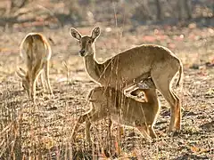 Kobus vardonii female suckling fawn, Kafue National Park, Zambia