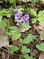 Plant of Pulmonaria officinalis