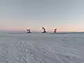 Pumpjacks at dusk on New Year's Day 2022