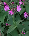 Red campion