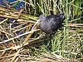 Puna ibis in its nest