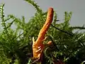 Cordyceps militaris