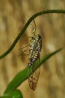 Newly eclosed female drying wings in vertical suspension