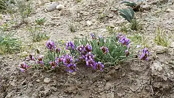 Oxytropis spp. in arid soil (ca. Jun '18)