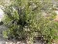 P. stansburiana, Red Rock Canyon, Nevada