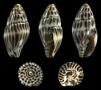 Striped form