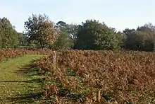 Puttenham Common