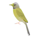 Grey Headed Bulbul