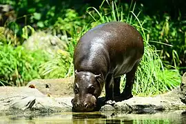 Pygmy hippo