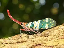 Pyrops candelaria (Fulgoridae)