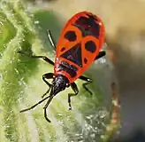 Pyrrhocoris apterus