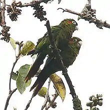 Sulphur-winged parakeet(Pyrrhura hoffmanni)