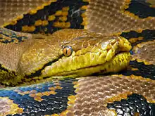 Southeast Asia's reticulated python, the world's largest snake, is a potentially dangerous species. More than a quarter of Aeta men (a Filipino hunter-gatherer group) have survived python predation attempts.