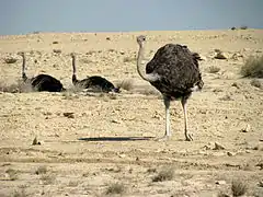 Ras Abrouq contains a high concentration of ostriches