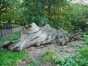 "Queen Elizabeth's Oak"