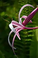 Queen Emma lily (Crinum augustum or Crinum amabile var. augustum) in Hawaiʻi