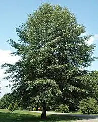 Quercus coccinea