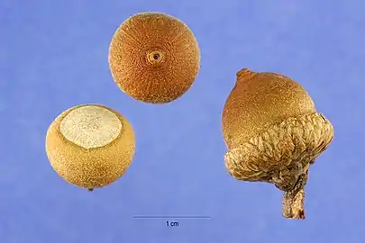 Acorns