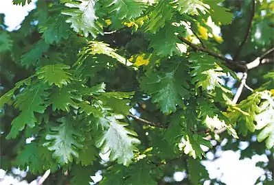 Leaves, Kew Gardens