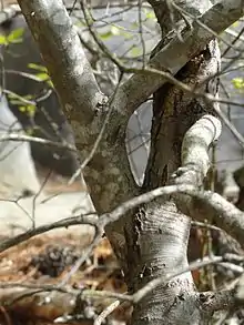 Bark on a Georgia oak