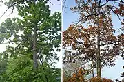 Mongolian oak in June and October