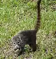 White-nosed Coati, Wildlife Rescue Center, Boquete, Panama