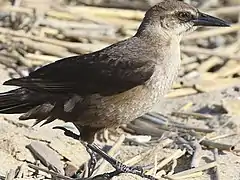 Female at Rodanthe Public Beach, North Carolina