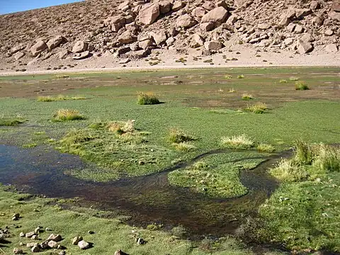 Putana River bofedal