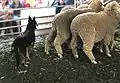 An Australian Kelpie working sheep