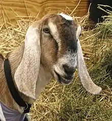 A Nubian goat