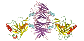 RBP4-retinol-TTR complex