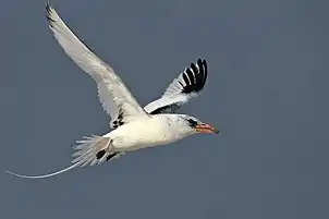 Red billed tropic bird