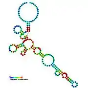 Cobalamin riboswitch:  Secondary structure for the riboswitch marked up by sequence conservation. Family RF00174.