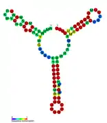 isrB Hfq binding RNA:  Predicted secondary structure taken from the Rfam database. Family RF01386.