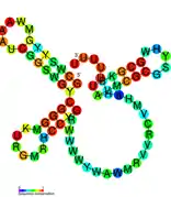 isrK Hfq binding RNA:  Predicted secondary structure taken from the Rfam database. Family RF01394.