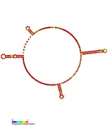 STnc560 Hfq binding RNA:  Predicted secondary structure taken from the Rfam database. Family RF01407.