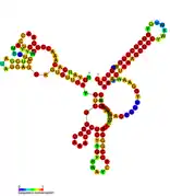 sraL Hfq binding RNA:  Predicted secondary structure taken from the Rfam database. Family RF01408.